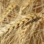 Wheat